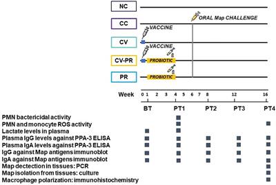Probiotic bacteria can modulate immune responses to paratuberculosis vaccination